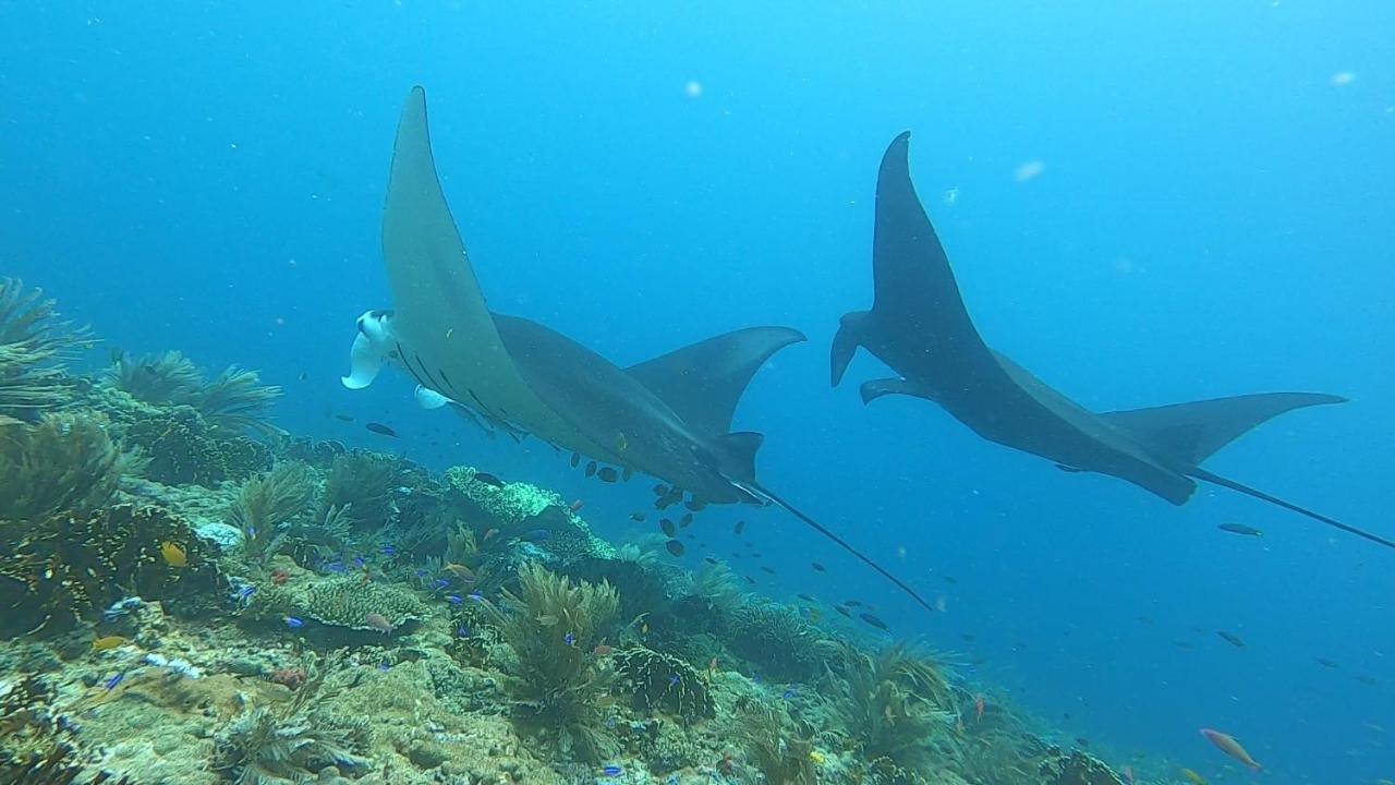 Tabari Dive Lodge Pulau Mansuar Extérieur photo