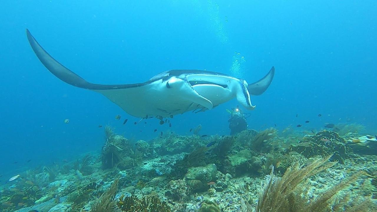 Tabari Dive Lodge Pulau Mansuar Extérieur photo