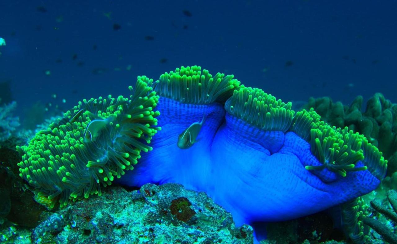 Tabari Dive Lodge Pulau Mansuar Extérieur photo