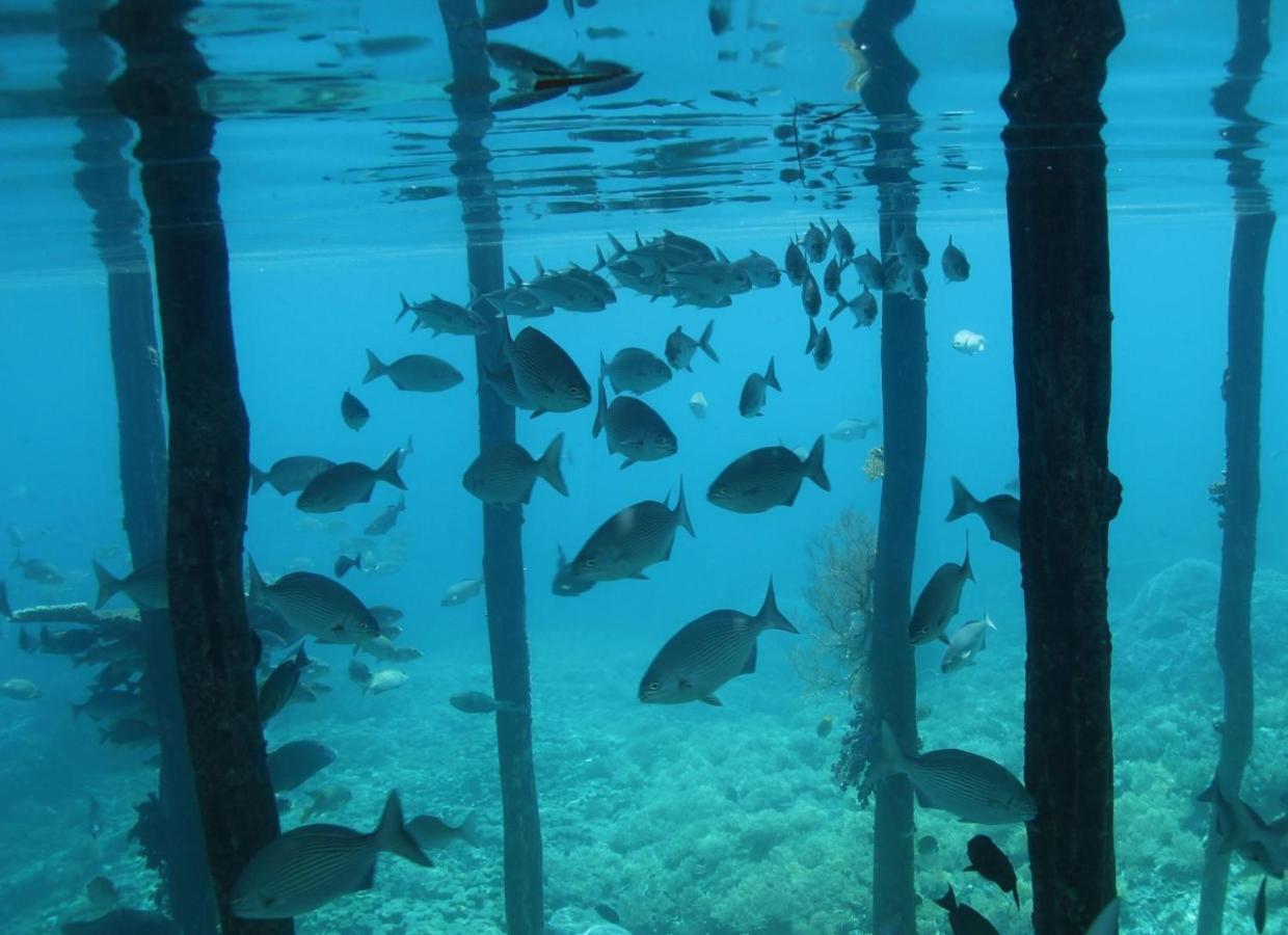 Tabari Dive Lodge Pulau Mansuar Extérieur photo