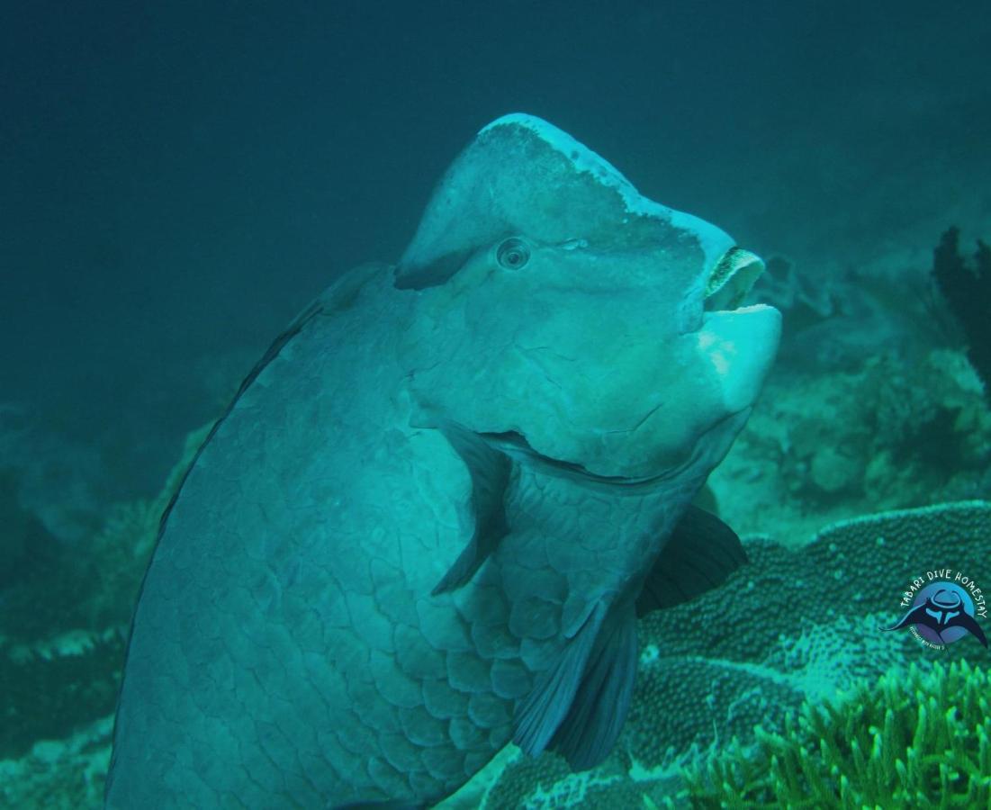 Tabari Dive Lodge Pulau Mansuar Extérieur photo