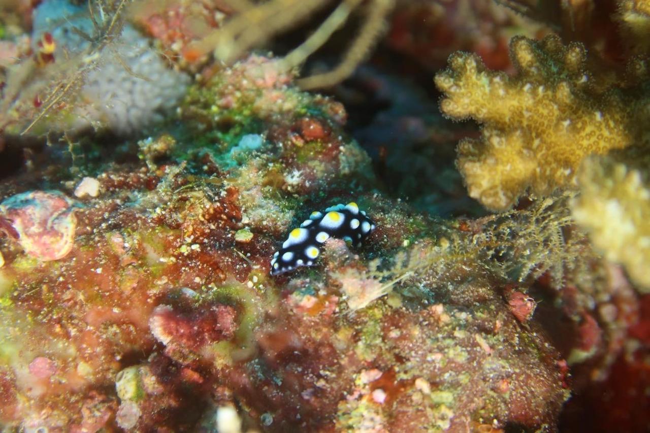 Tabari Dive Lodge Pulau Mansuar Extérieur photo